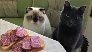 Funny Animal Videos 2022 😂 - Funniest Cats And Dogs Video 😺😍