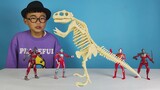 Mebius Ultraman membawakan Ozawa mainan penggalian fosil dinosaurus arkeologi, yang sangat menyenang