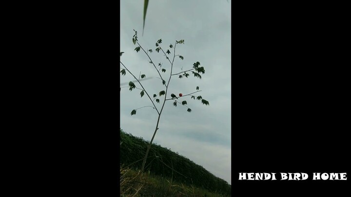Pikat Burung Kutilang Liar