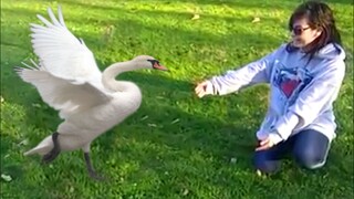 Most Heartwarming Animal Reunions with Owners - Cute Animal Videos