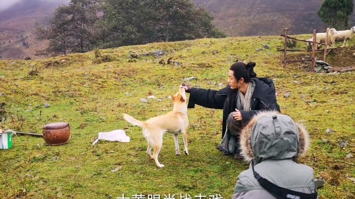 [สุนัขเลี้ยงสัตว์จีน] ฉันอิจฉารูบาร์บ รูบาร์บ คุณช่วยมอบหน้าให้น้องชายคนเล็กเซียวจ้านหน่อยได้ไหม อย่