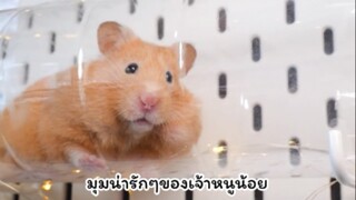 มุมน่ารักปนฮา🐹😆