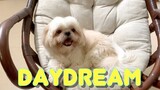 My Dog Got Caught Daydreaming | Cute & Funny Shih Tzu Dog Video