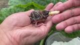 This Is The Baby Sparrow You Like