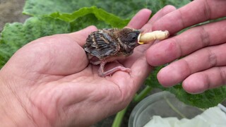 This Is The Baby Sparrow You Like