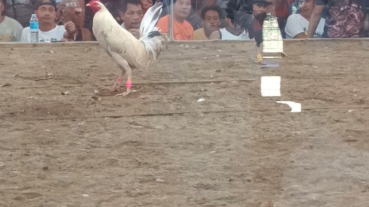 panalo tayo mga lodi lakton ang ating gamit na manok naka Pink tape.