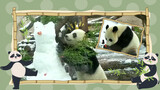 Benaran Kung Fu Panda, Panda Raksasa di Moskow Main Dengan Orang Salju