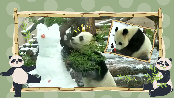 ไจแอนท์แพนด้า กังฟูแพนด้าตัวจริงในสวนสัตว์มอสโก ตบหัวมนุษย์หิมะบินไปเลย