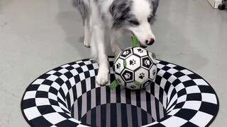 เมื่อ Border Collie พบกับ Vertigo Carpet