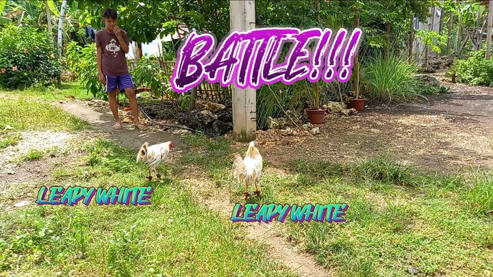 BATTLE OF LEAPY WHITE.       JRP BACKYARD          LEAP WARRIOR GF