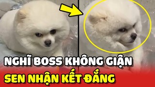 Khi Sen nghĩ Boss nhà mình KHÔNG BIẾT GIẬN và cái kết 😂 | Yêu Lu
