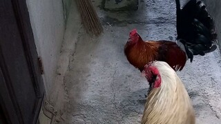 Red Rooster VS Mitra (Bulik)