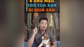 6 dấu hiệu cho biết chó của bạn bị giun sán tuitienpet dcgr learnontiktok