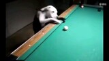 【Animal Circle】Lost a game of pool to a dog