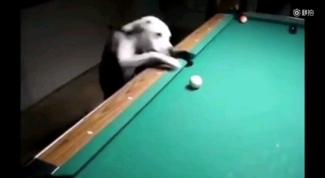 【Animal Circle】Lost a game of pool to a dog