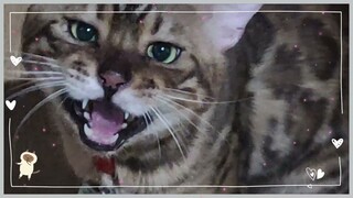 Yoda | Cat Vlog #16