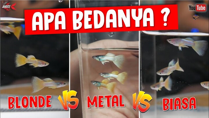 BEDANYA GUPPY PINGU / METAL PINGU / BLONDE PINGU