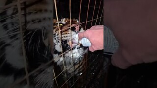 Highlight 43:37 - 48:37 from Feeding Tigers cream !live!