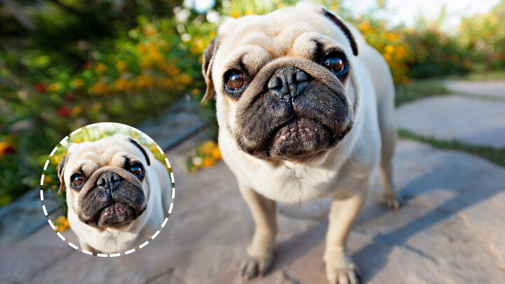 Things you should know about pug dogs