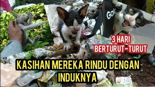 Kondisi Anak-Anak Kucing Yang Terlantar Ini Mereka Sangat Rindu Kepada Induknya Bikin Nangis..!