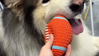 This rugby ball is a toy that the Alaskan dog loves