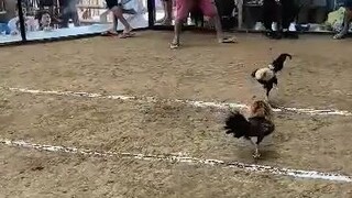 battle of the bockyard
