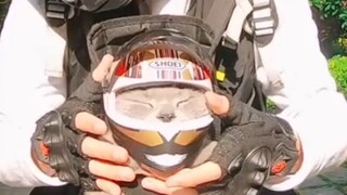 Cute cat and his helmet