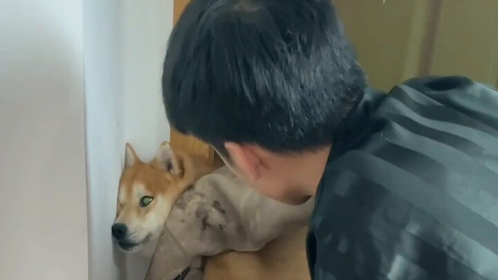 Sometimes Shiba Inu Kaikai deliberately exposes his belly to let people touch him, but he will bite 