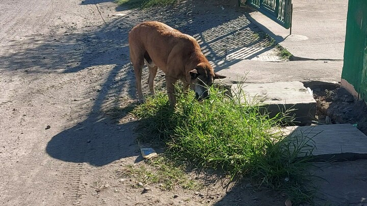 dog eating grass (herbivore dog)