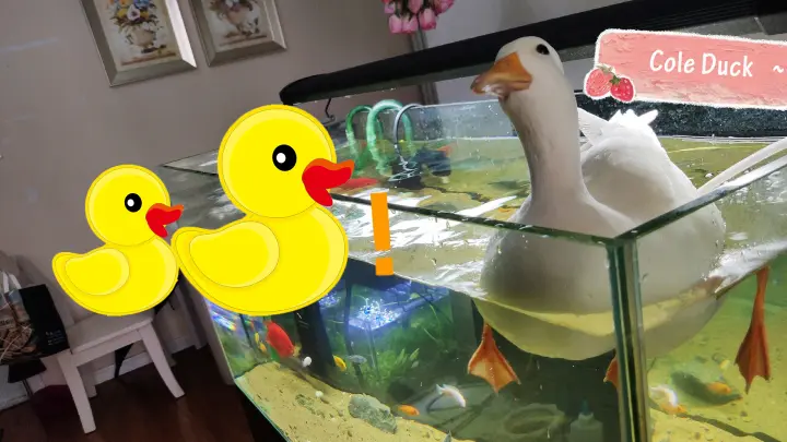 A Duck Is Swimming in a One-Meter Fish Tank