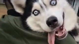 [Động vật]Thật khó để giữ yên chó Husky!