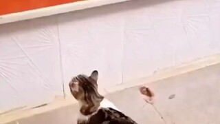 Setiap hari kucing pergi ke warung untuk mencuri ikan, bosnya sengaja pura-pura tidak tahu, dan kuci