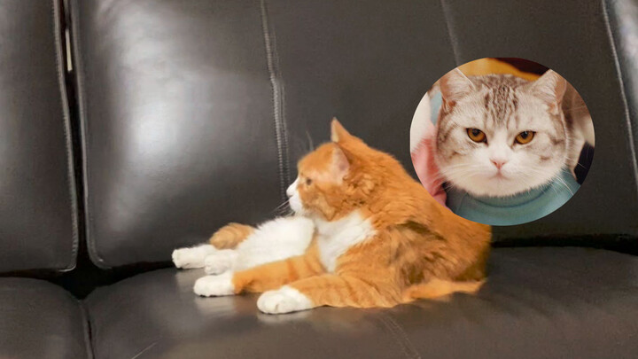 Hewan|Mengambil Tempat Duduk Kucing