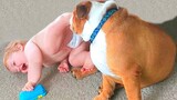 Best Video of Cute Babies and Pets - Funny Baby and Pet