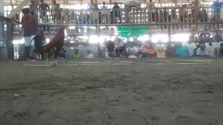 1st fight @gerona tarlac cockpit. WIN, May 13 2023