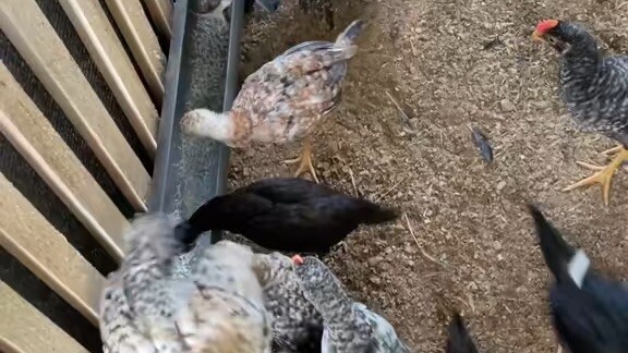 ternak ayam