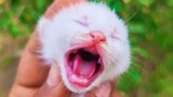 Baby Cats - Cute Cats and Funny Cats Videos