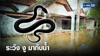 ระวัง งู ! มากับน้ำ ชาวบ้านจับได้หลายตัว | เคาะข่าวเช้า | GMM25