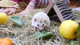 Funny and Cute Hedgehog at home \ Hedgehog for kids