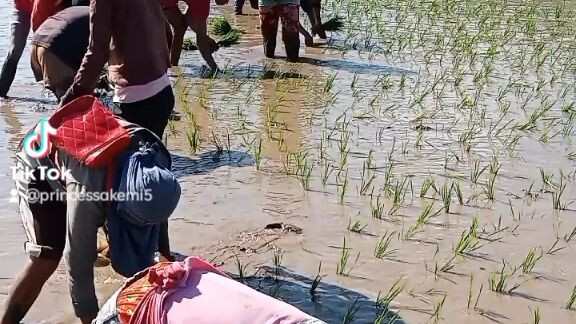 Where it comes from rice Even girls and boys planting