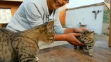 [Động vật]Nhặt chú mèo con chưa được một tháng tuổi bị bỏ rơi