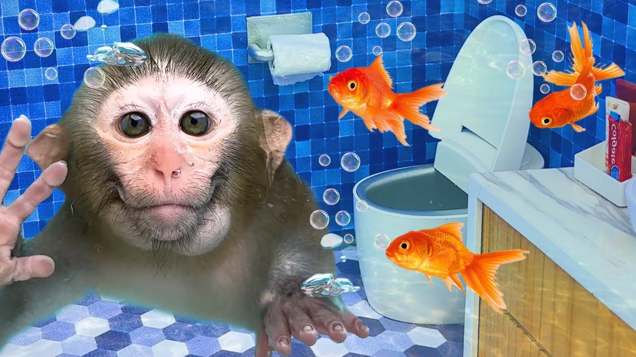 Monkey Baby Bon Bon eats Watermelon Jelly with puppies and bathes with  ducklings in the bathroom 