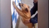 [Động vật] Những video hài hước về chó cưng