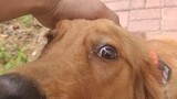[Động vật]Chó săn lông vàng ghé qua khi tôi đang đợi đồ ăn ship!