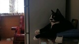 [Động vật]Khoảnh khắc hài hước và đáng yêu của mèo