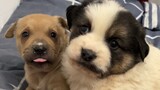 [Động vật] Bắt hai chú cún con về nhà chơi