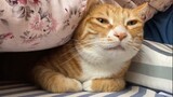 [Hewan]Kucing lucuku bangun bersamaku setiap pagi