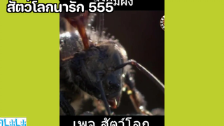 สัตว์โลกน่ารัก 555