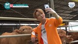 SVT Club Ep. 08 Unreleased Video - Selca Competition With Hanwoo On The Line