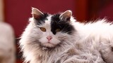 [Mèo Cố Cung] Mèo Oboi đời đầu siêu hot ở Cố Cung!